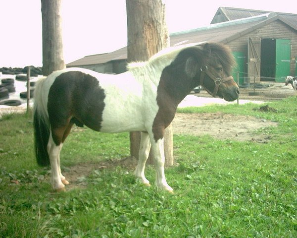 stallion Bjoern (Dt.Part-bred Shetland pony, 1982, from Bacchus)