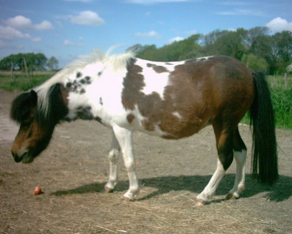 Zuchtstute Clarissa (Dt.Part-bred Shetland Pony, 1999, von Adjudant)