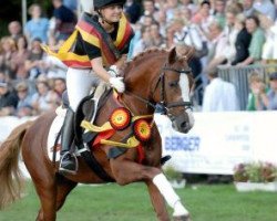 stallion Voyager 2 (German Riding Pony, 2000, from Vivaldi)