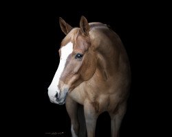 Zuchtstute Daily Dream (Deutsches Reitpony, 2013, von Dreidimensional AT NRW)