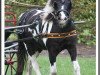 broodmare Candy vom Olendiek (Dt.Part-bred Shetland pony, 2006, from Flashdancer)