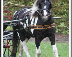 Zuchtstute Candy vom Olendiek (Dt.Part-bred Shetland Pony, 2006, von Flashdancer)