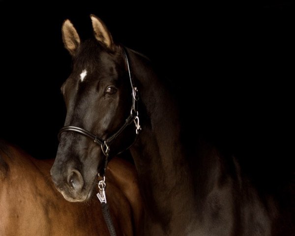 dressage horse Fjäll Raven (Rhinelander, 1998, from Fidermark)