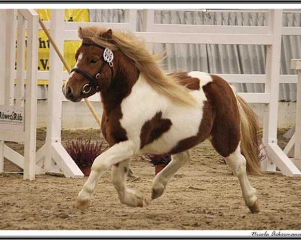 stallion Winterfire vom Olendiek (Dt.Part-bred Shetland pony, 2011, from Willi Weitblick)
