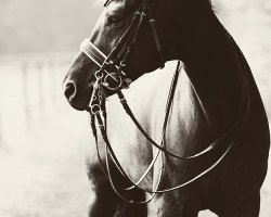 dressage horse Shekerim (Westphalian, 2004, from Show Star)