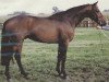 stallion Nagano (Oldenburg, 1990, from Narew xx)