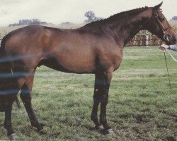 stallion Nagano (Oldenburg, 1990, from Narew xx)