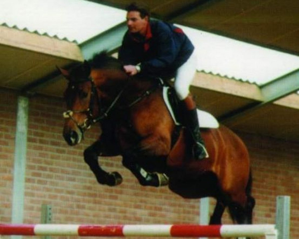 Deckhengst Optimist (KWPN (Niederländisches Warmblut), 1996, von Kojak)