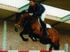 Deckhengst Optimist (Koninklijk Warmbloed Paardenstamboek Nederland (KWPN), 1996, von Kojak)