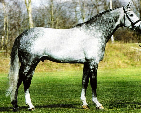 stallion Conto (Holsteiner, 1991, from Carolus I)
