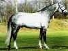 stallion Conto (Holsteiner, 1991, from Carolus I)