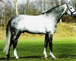 stallion Conto (Holsteiner, 1991, from Carolus I)