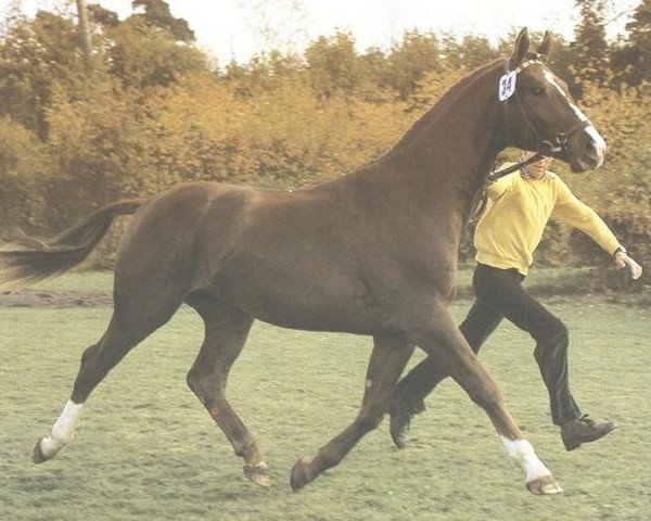 stallion Einklang (Hanoverian, 1975, from Einblick)