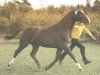 stallion Einklang (Hanoverian, 1975, from Einblick)