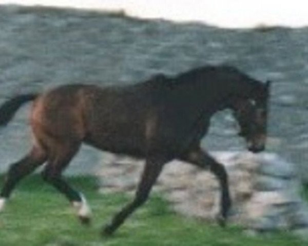 horse Caletto's Lord B (Holsteiner, 1996, from Caletto I)