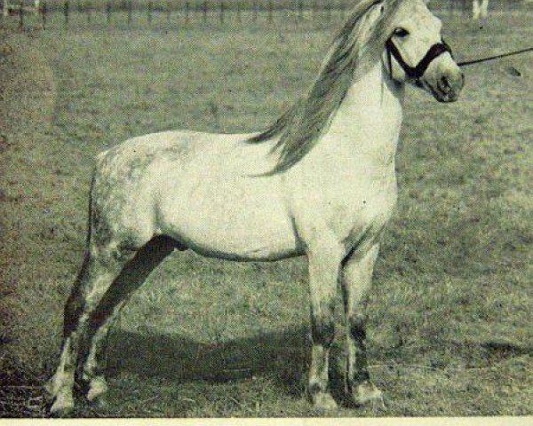 stallion Revel Bluebird (Welsh-Pony (Section B), 1940, from Grove Sprightly)