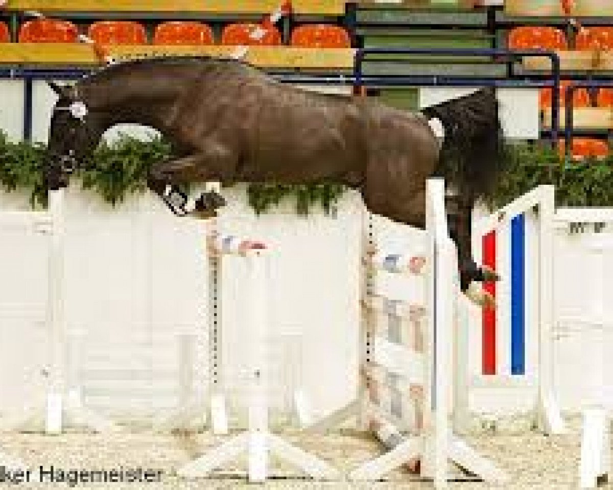 Deckhengst Don Mour (Deutsches Reitpony, 2010, von Donnerhall)