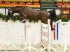 stallion Don Mour (German Riding Pony, 2010, from Donnerhall)