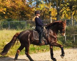 dressage horse DJ Damon (Westphalian, 2006, from Damon Hill)