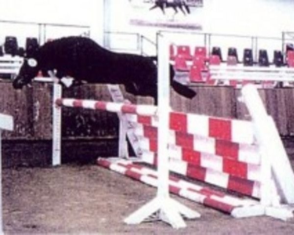 stallion Fritzchen (German Riding Pony, 1989, from Fiorello)
