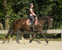 dressage horse Tinkerbell (Welsh Pony (Sek.B), 2011, from Tizian)