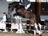 stallion Graf Sandro (Hanoverian, 2003, from Graf Top)