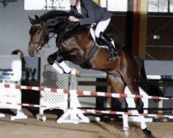 stallion Graf Sandro (Hanoverian, 2003, from Graf Top)