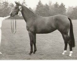 Zuchtstute Bumarilla (KWPN (Niederländisches Warmblut), 1983, von Zeus)