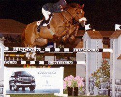 stallion Morado (KWPN (Royal Dutch Sporthorse), 1994, from Indorado)