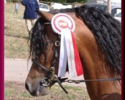 stallion Vikarien's Jel. (Welsh mountain pony (SEK.A), 1992, from Bengad Red Maple)