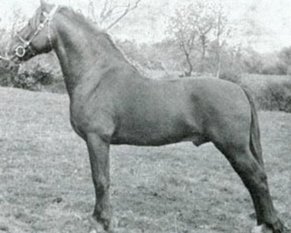 stallion Llanarth Goldcrest (Welsh-Cob (Sek. C), 1945, from Pistill Gold Flake)