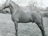 stallion Llanarth Goldcrest (Welsh-Cob (Sek. C), 1945, from Pistill Gold Flake)