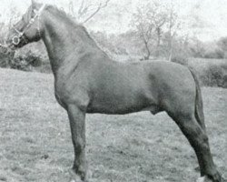 Deckhengst Llanarth Goldcrest (Welsh-Cob (Sek. C), 1945, von Pistill Gold Flake)