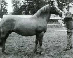 broodmare Llanarth Flying Saucer (Welsh-Cob (Sek. C), 1951, from Llanarth Braint)