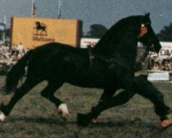 stallion Llanarth Flying Comet (Welsh-Cob (Sek. D), 1968, from Pentre Eiddwen Comet)