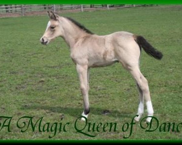 dressage horse A Magic Queen of Dance (German Riding Pony, 2006, from King of Dance)