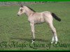 Dressurpferd A Magic Queen of Dance (Deutsches Reitpony, 2006, von King of Dance)