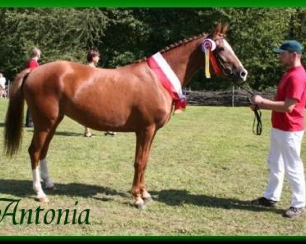 broodmare Antonia (German Riding Pony, 2002, from Don Pepone A.T.)