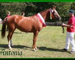 Zuchtstute Antonia (Deutsches Reitpony, 2002, von Don Pepone A.T.)