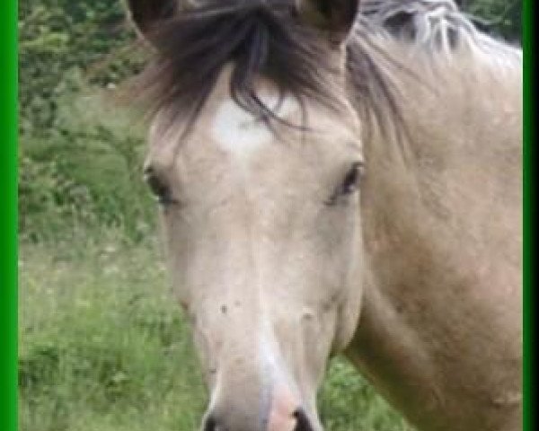 dressage horse Don Adriano (German Riding Pony, 1999, from Da Capo)