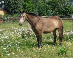 broodmare Apero Rebekka (Welsh-Pony (Section B), 1988, from Twylands Firecracker)