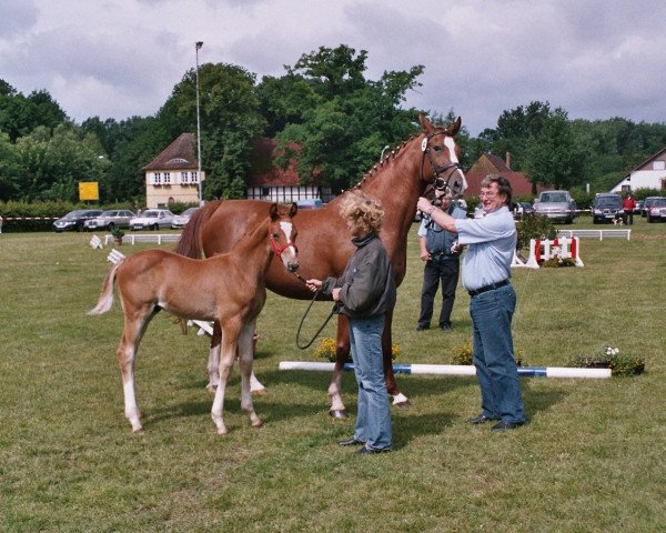 dressage horse Puschkin K (Westphalian, 2007, from Peking)