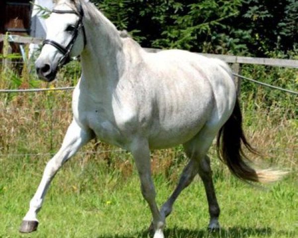 broodmare Venezia II (Trakehner, 1995, from Holunder)