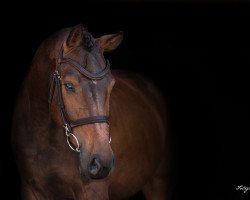 jumper Rocketman S (Hanoverian, 2016, from Hbc Regilio)