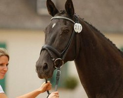 broodmare Mon clair de lune (Trakehner, 1996, from Gipsy King)