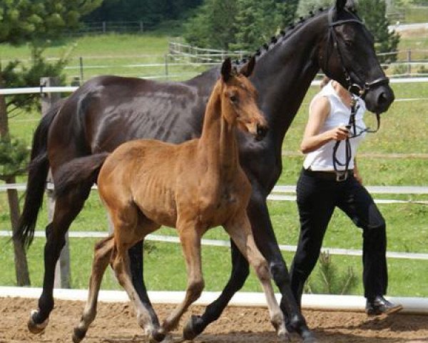 Zuchtstute Dendera (Trakehner, 2004, von K2 T)