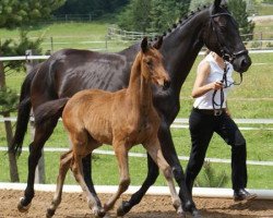 Pferd Dendera (Trakehner, 2004, von K2 T)