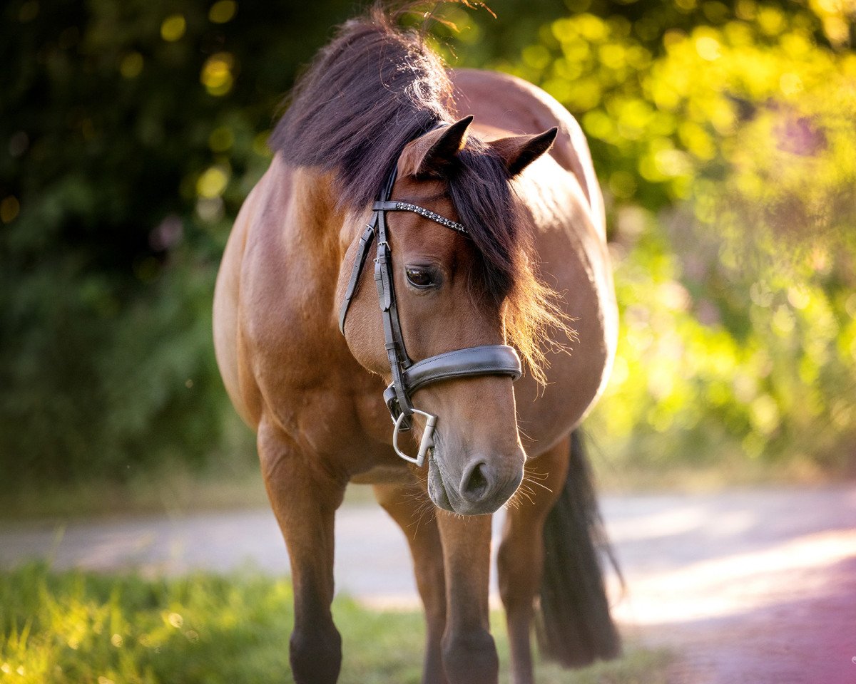 jumper Calimero 491 (German Riding Pony, 2004, from Creston Dundee)
