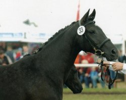 Zuchtstute Insterurmel aus dem Eis (Trakehner, 1995, von Padrons Mahogany ox)