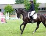 broodmare Frieda Gold K 2 (Hanoverian, 2017, from For Romance I)